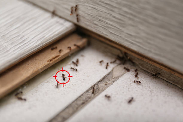 Best Best Pest Control Companies  in St Clair Shores, MI